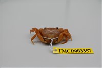 藏品(拉氏清溪蟹)的圖片